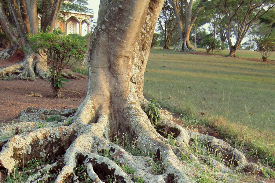 Baum mit Wurzelwerk
